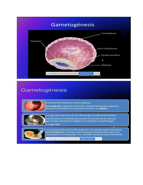 Gametogénesis 