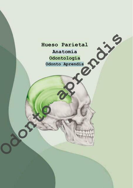 Hueso Parietal