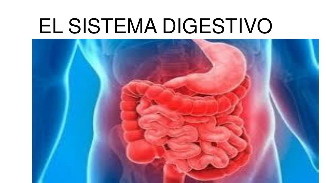 el sistema digestivo