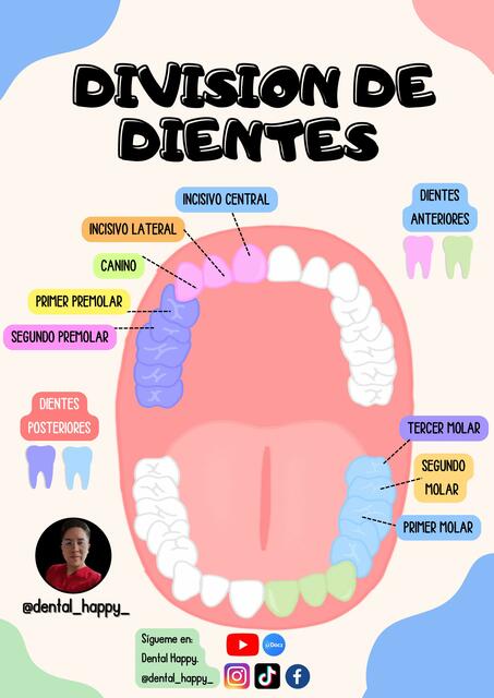 División de dientes