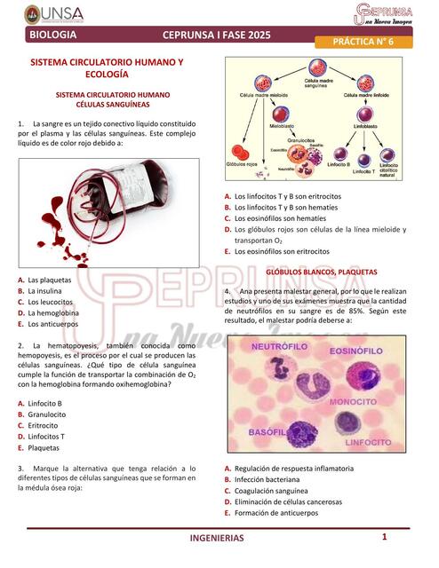 Sistema circulatorio humano y ecología 