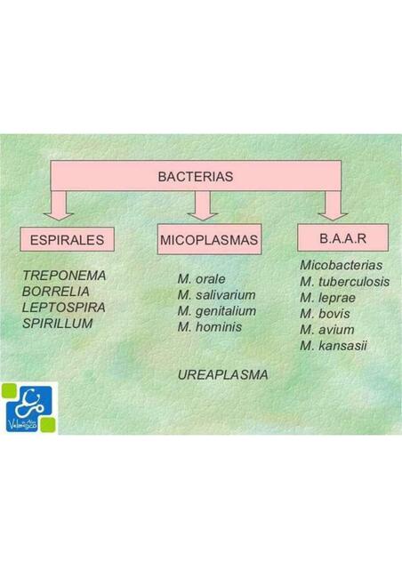 BACTERIAS