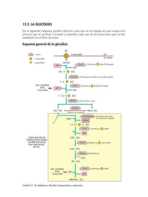 Glucolisis