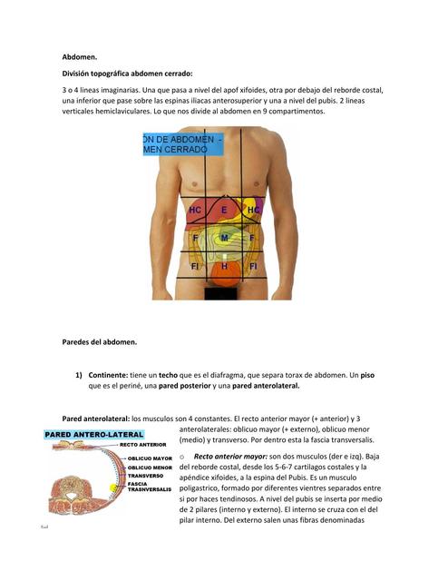 Abdomen - ANATOMIA RESUMEN.