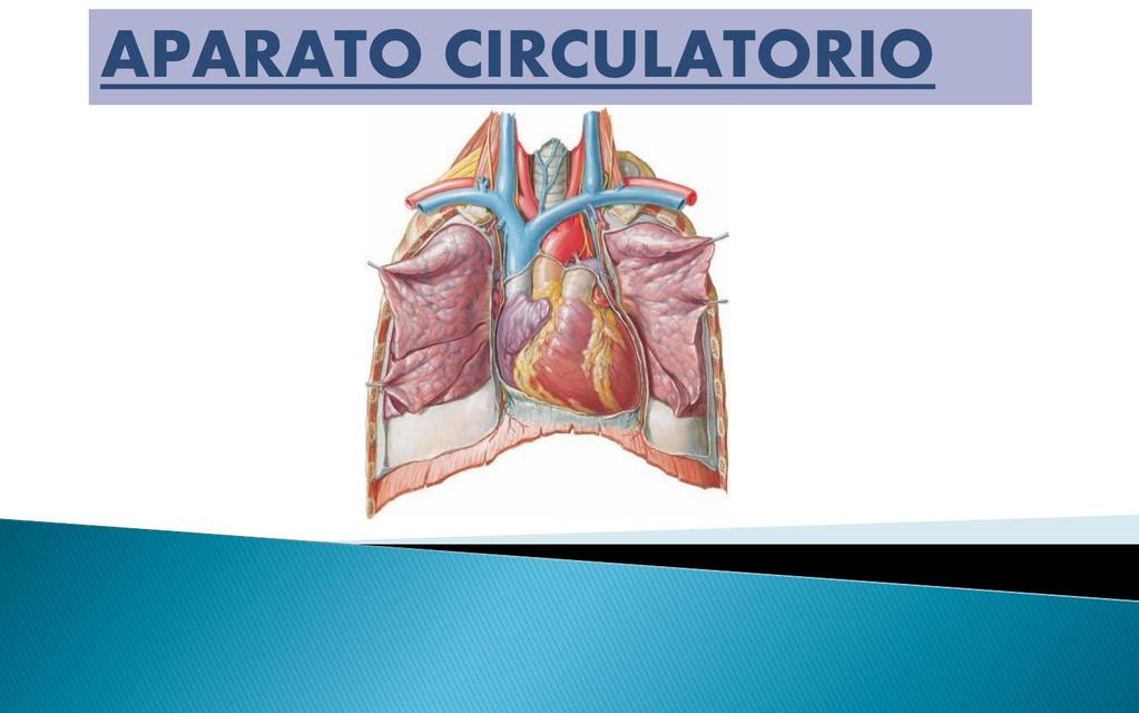 APARATO CIRCULATORIO - ANATOMIA