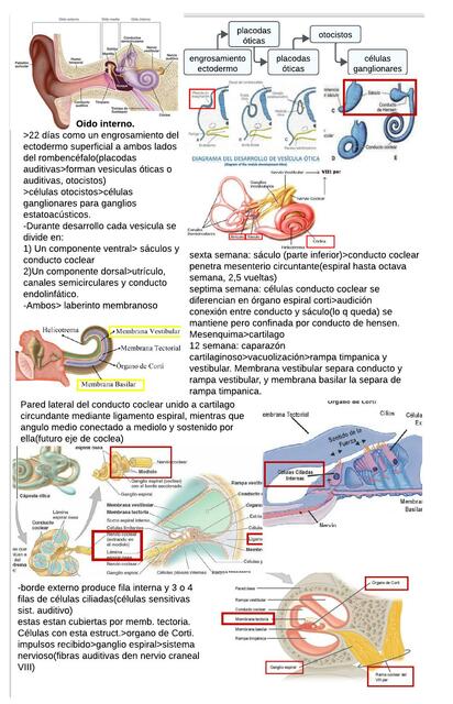 Embriologia apuntes