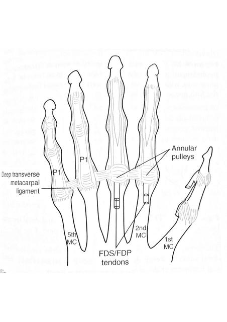 Esquemas dedos de la mano