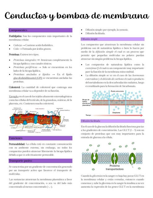 Conductos y bombas de membrana celular