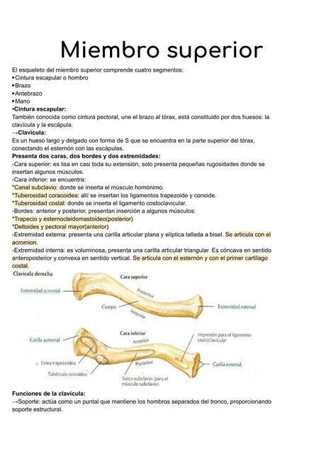Miembros superior