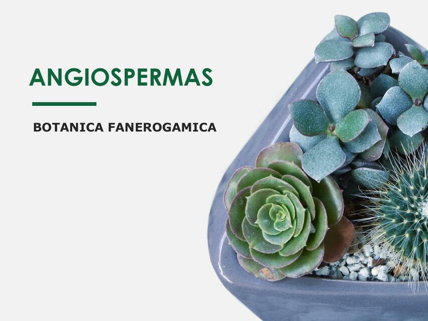 2 ANGIOSPERMAS generalidades