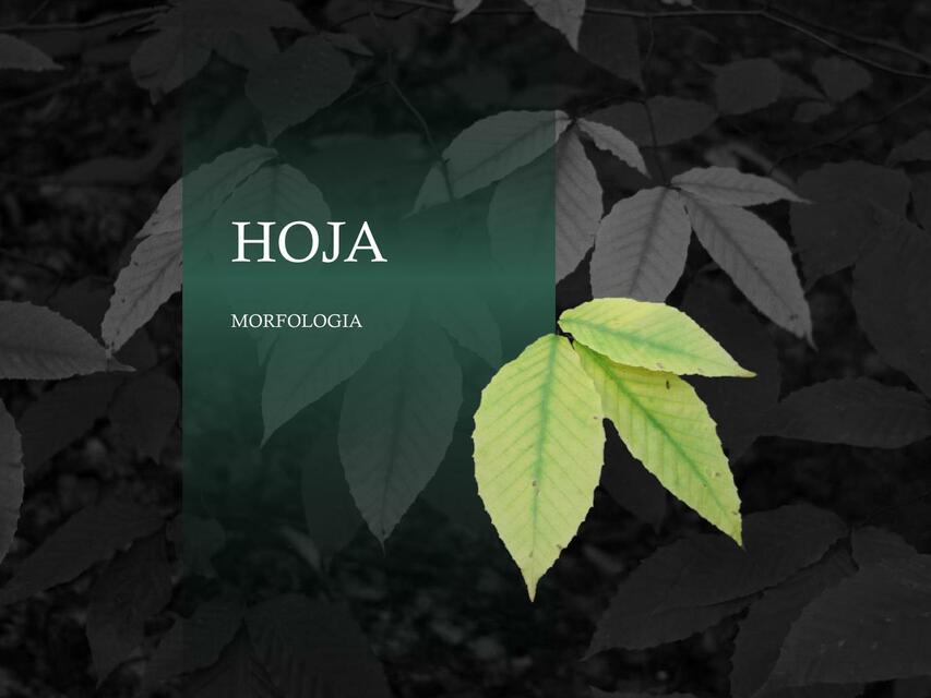 6 HOJA