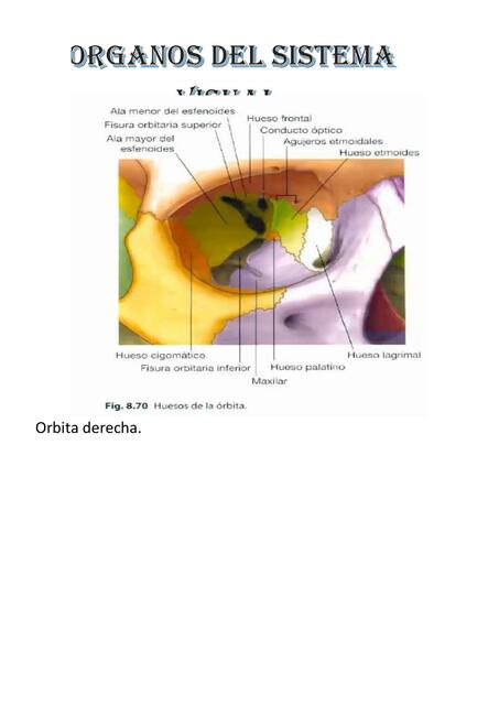 GLOBO OCULAR - ÓRGANOS DEL SISTEMA VISUAL