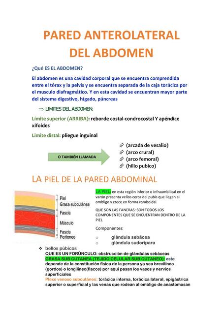 Resumen pared anterolaterial del abdomen,esófago y estómago