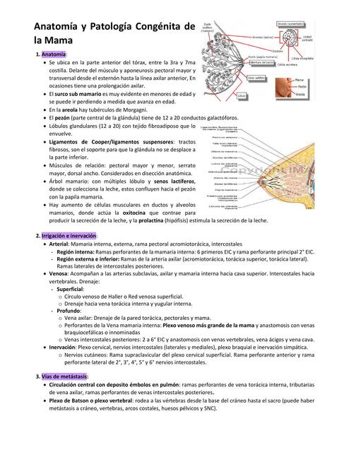 Anatomía y Patología Congénita de la Mama