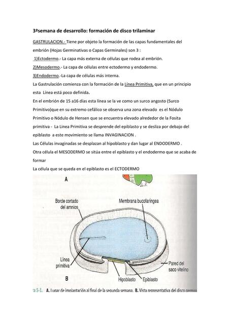 Formación de disco trilaminar 