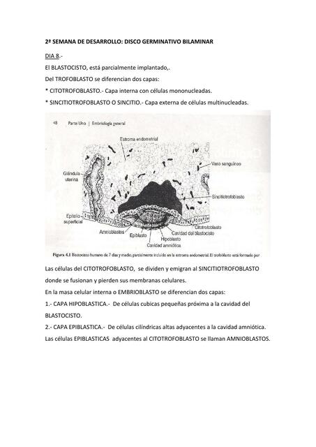 Semana de desarrollo: disco germinativo bilaminar 
