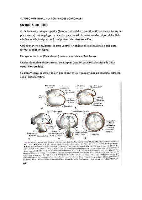 El tubo intestinal y las cavidades corporales 