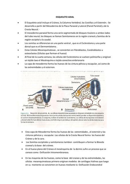 Esqueleto axial 