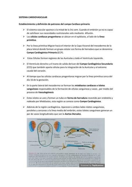 Sistema cardiovascular 