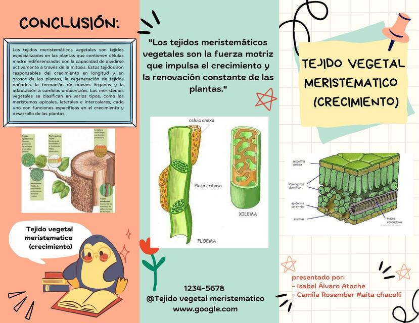 Tejido Meristemático José Antonio Borreguero Rolo Tejidos