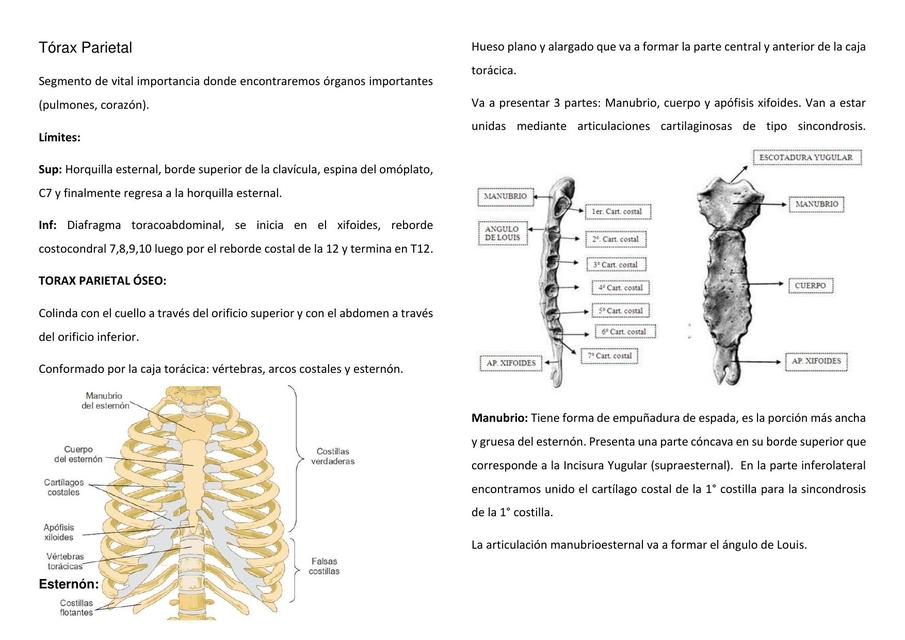 Anatomía del Tórax