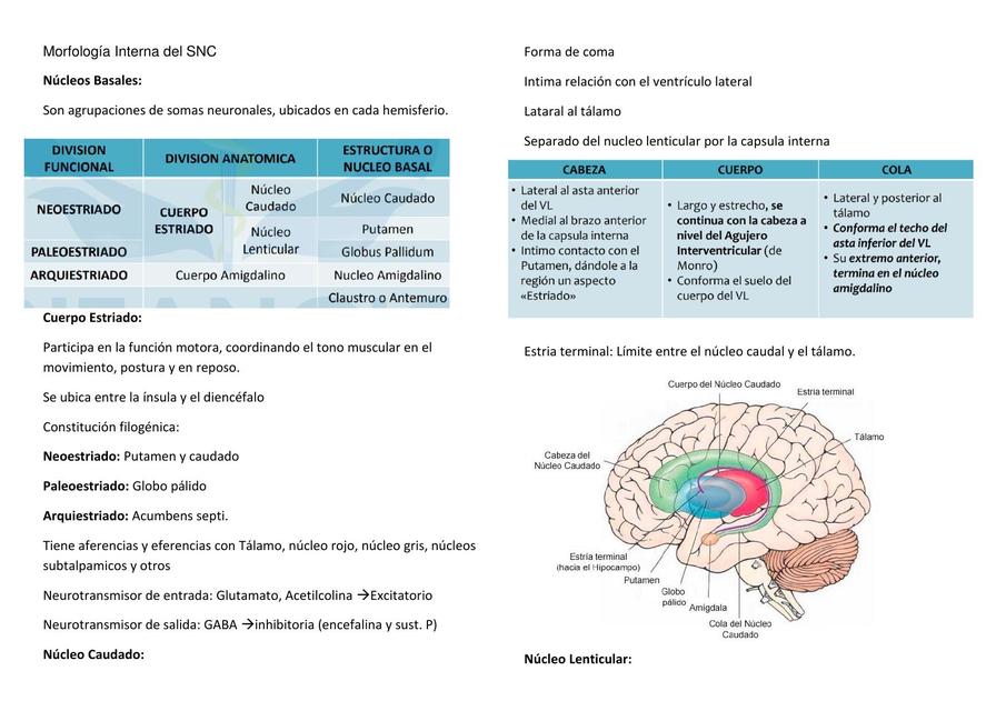 Anatomía: Morfología Interna del Sistema Nervioso Central :D