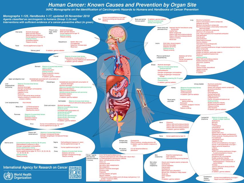 Gráfico OMS Cadena nutricional