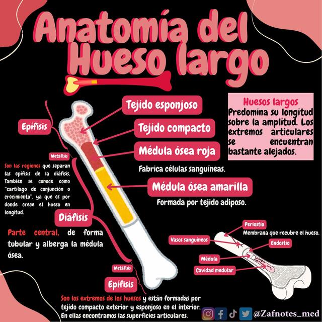 Anatomía del hueso largo