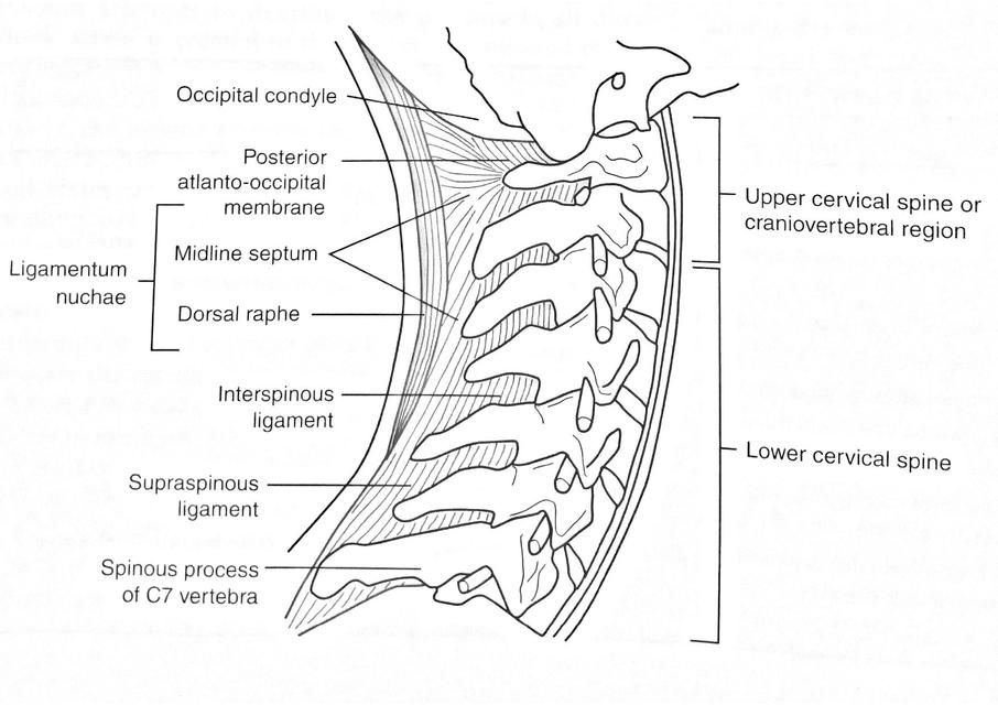 Esquemas columna cervical