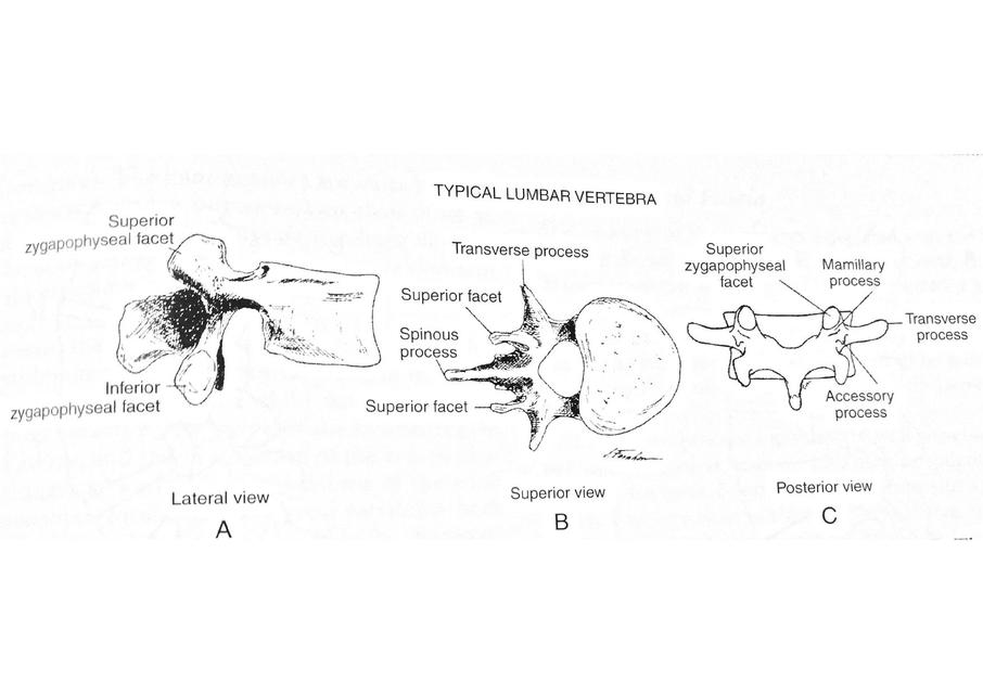 Esquemas columna lumbar