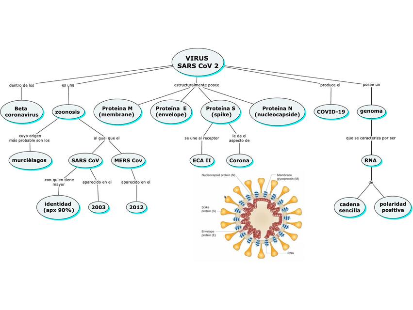 CORONAVIRUS VIROLOGÍA