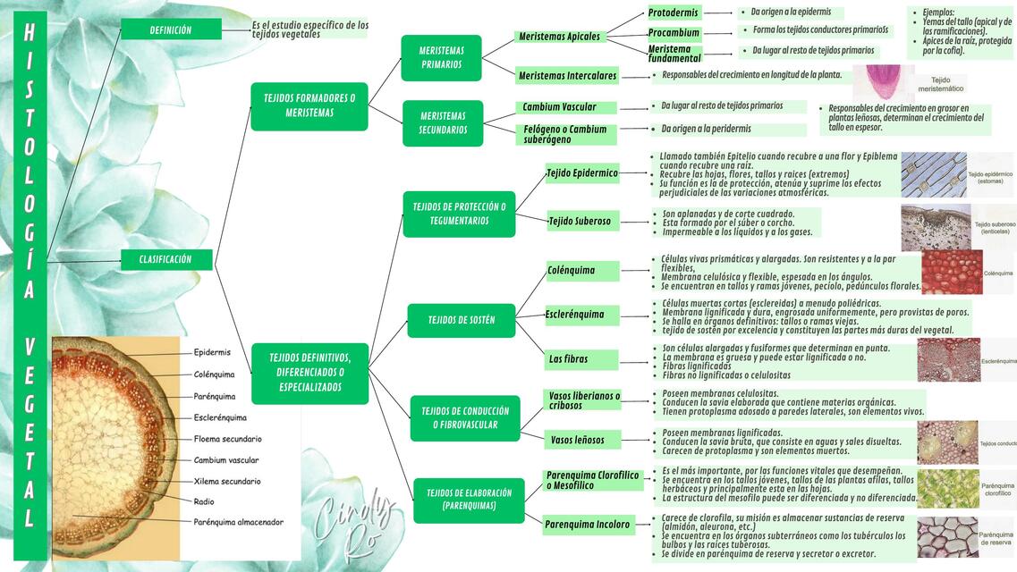 HISTOLOGIA VEGETAL