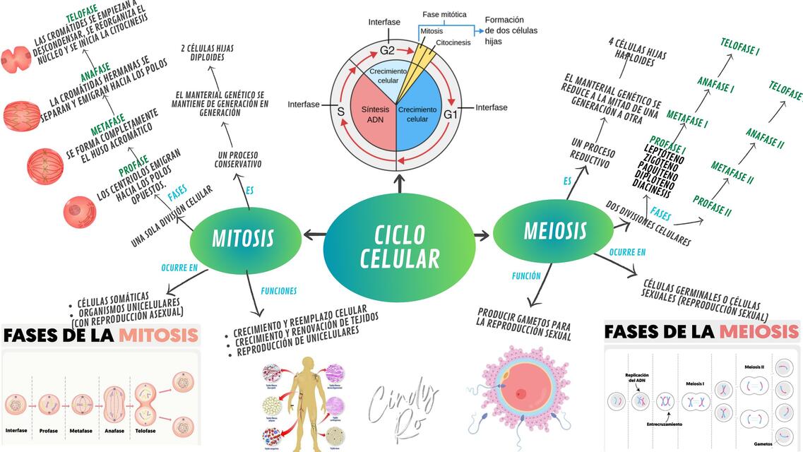 EL CICLO CELULAR