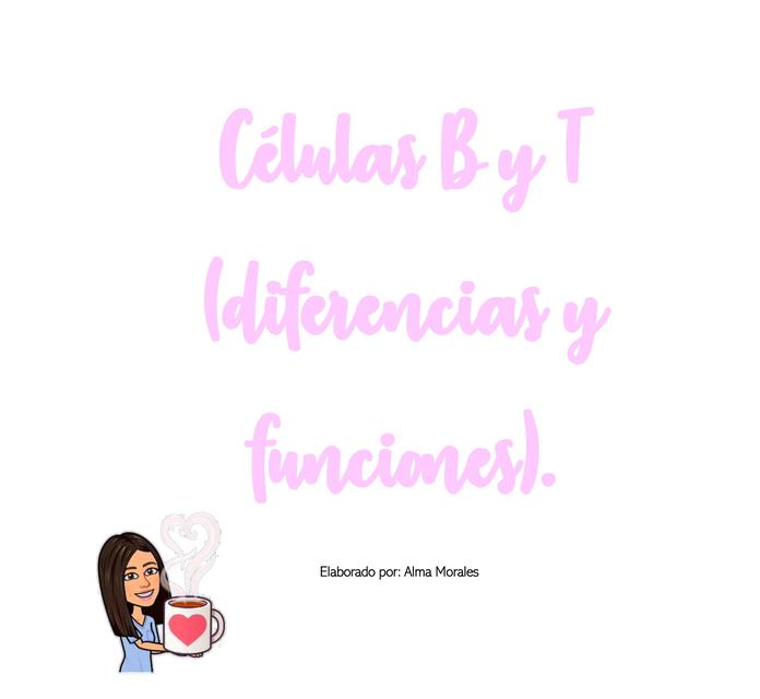 Celulas B y T diferencias y funciones