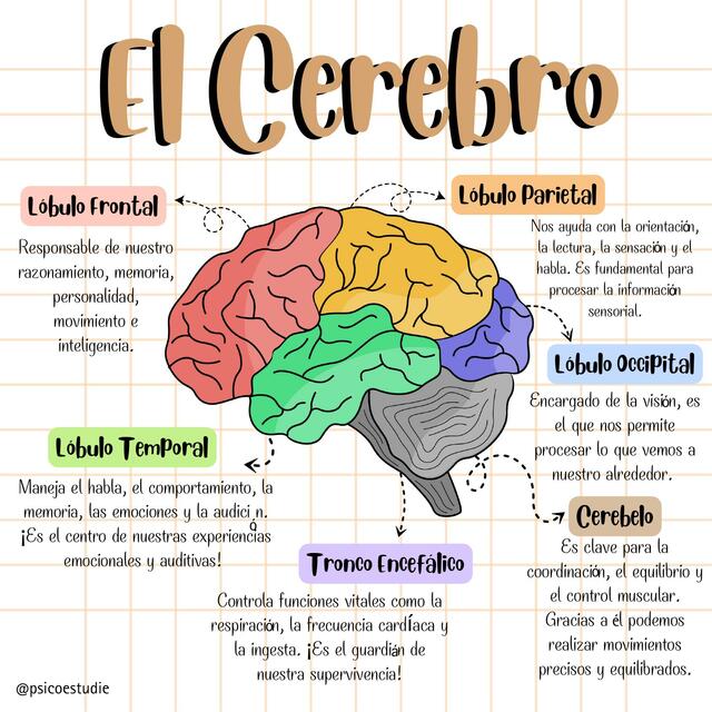 El Cerebro