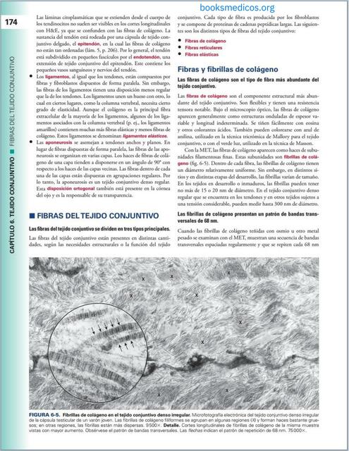 Histología Ross Ed 8