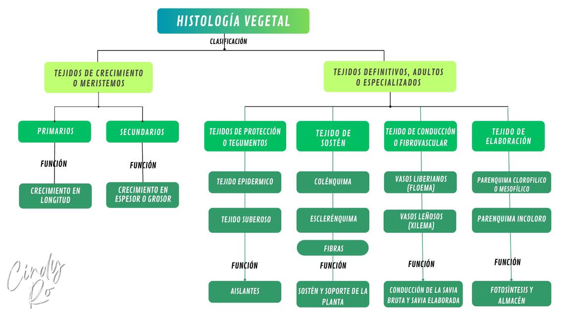 HISTOLOGIA VEGETAL1