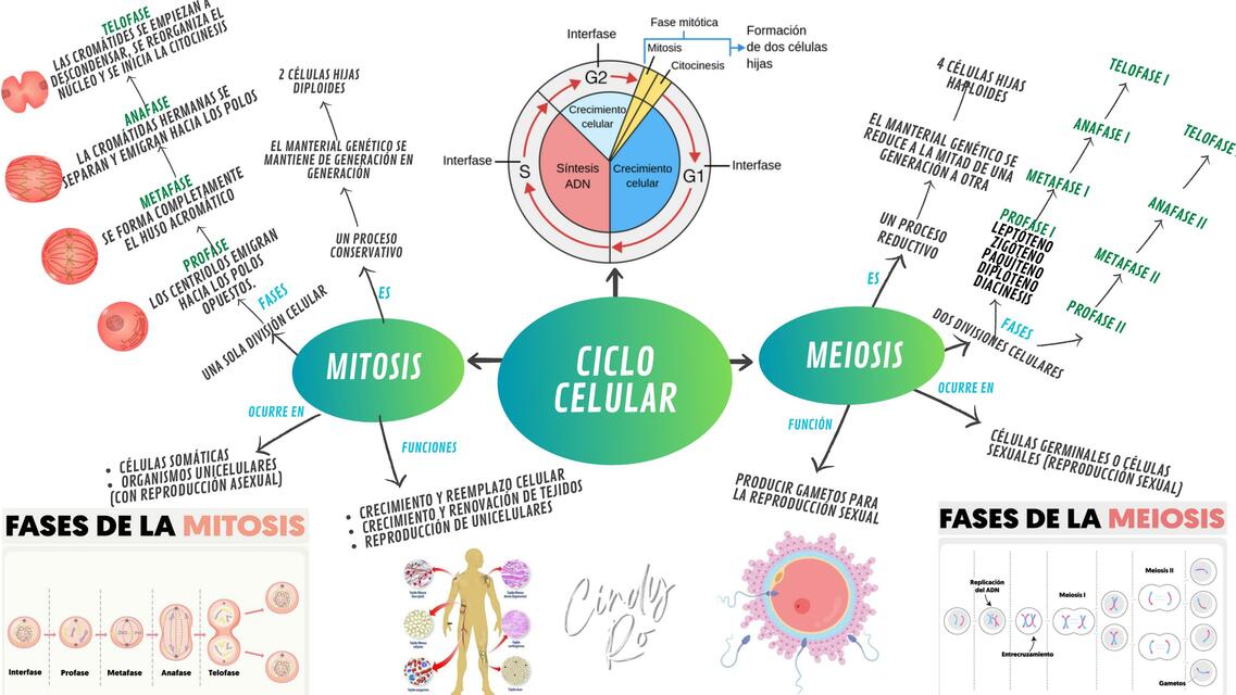 CICLO CELULAR