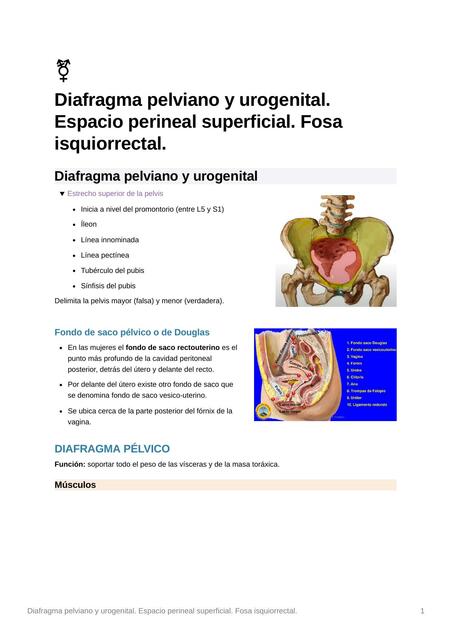 Diafragma pelviano y urogenital. Espacio perineal superficial. Fosa isquiorrecta