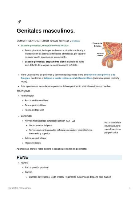 Anatomía de genitales masculinos y femeninos