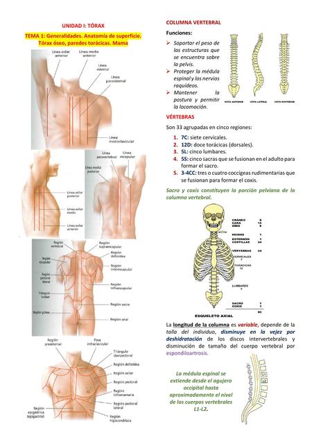 Anatomía de tórax