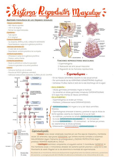 Sistema reproductor masculino 