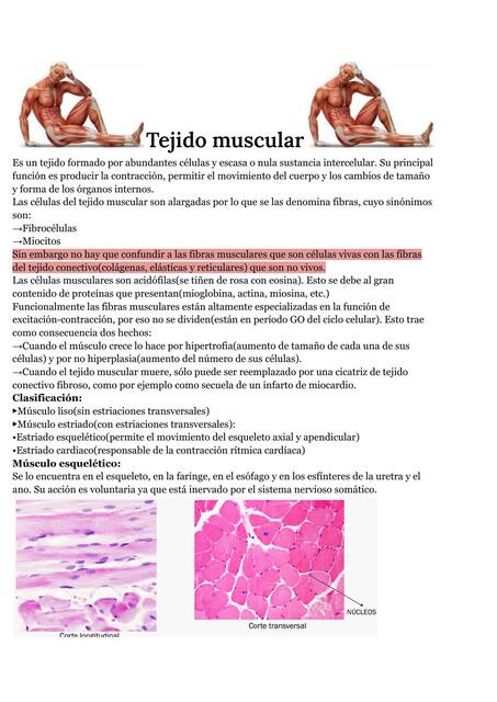 Tejido muscular 2