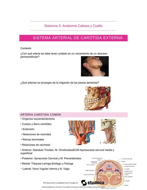 anatomia de cabeza y cuello ll segundo semestre