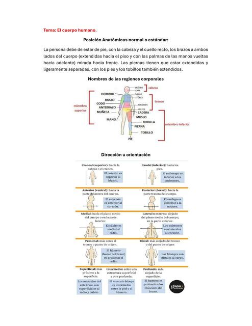 cuerpo humano 1 1