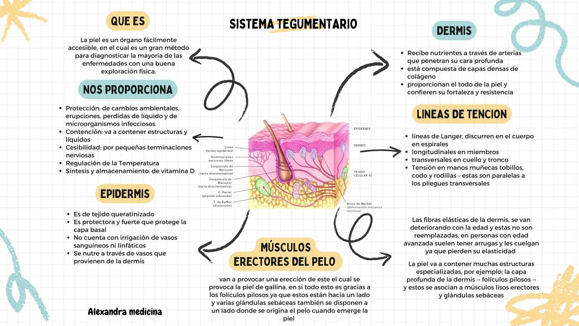 sistema tegumentario Mapa mental