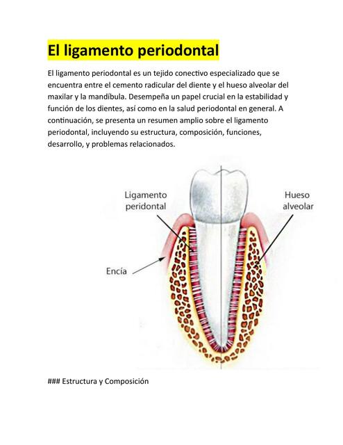 El ligamento periodontal