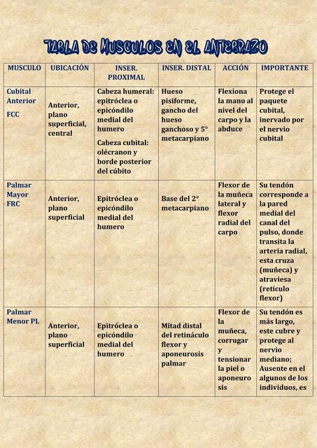 TABLA DE MUSCULOS EN EL ANTEBRAZO