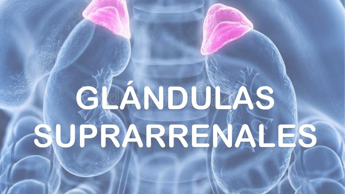 FISIOLOGIA RENAL glandulas suprarenales