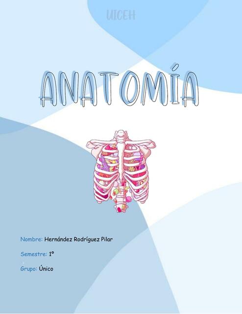 Fichas de anatomia